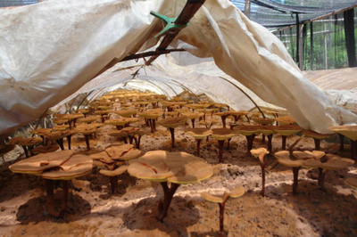 科技赋能菌业 安惠生物科技打造乡村振兴“新范本”