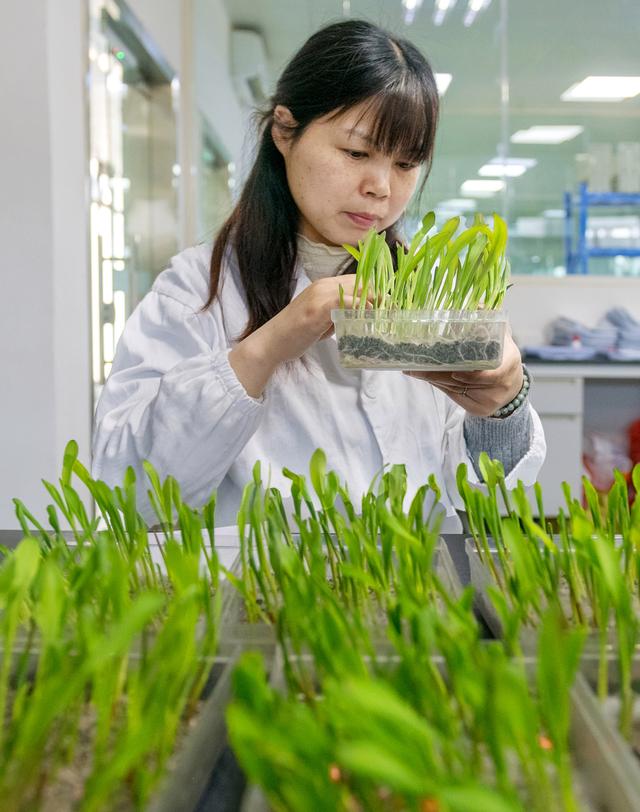 实验室里忙春耕——成都画报特写农业科学研究一线