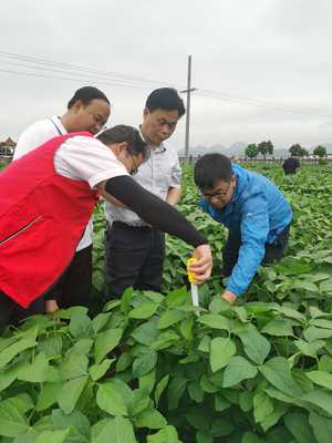 国家大豆体系专家到河池市开展大豆玉米带状复合种植调研指导工作