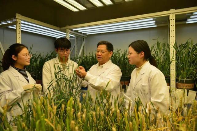 重磅！山东农业大学科研团队荣获“中国青年五四奖章” 农业科学研究的青春力量